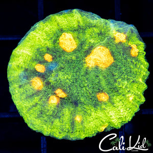 Space Invader Chalice