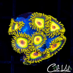 Rasta Zoa Colony