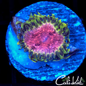 Strawberry Wine Paly