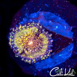 Death Star Zoa