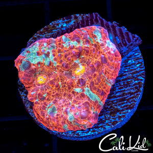 Ultra Chalice Frag