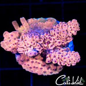 Lava Flow Acro Chunk