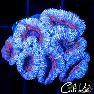 Blue Ring Acan Colony