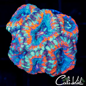 Amazing Asian Acan Mini Colony