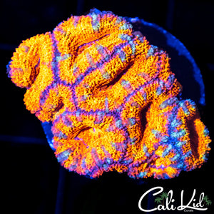 Ultra Acan Mini Colony