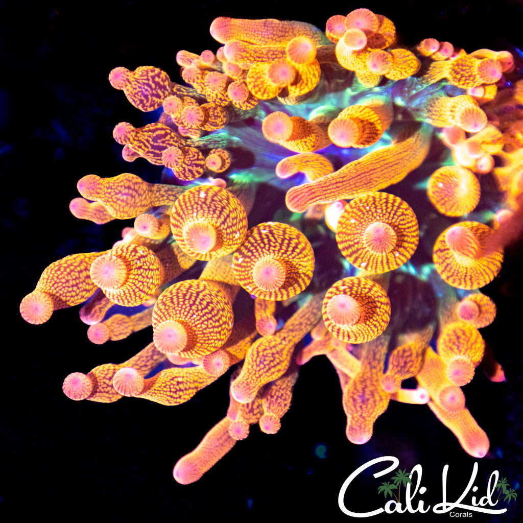 CK Rainbow Anemone
