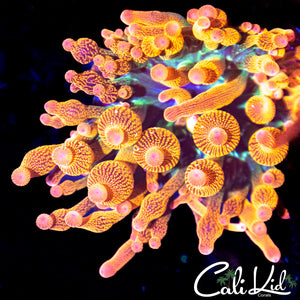 CK Rainbow Anemone