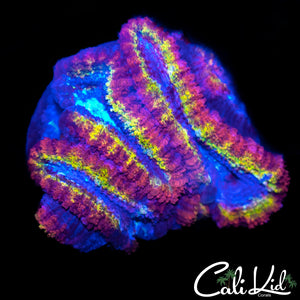 PINK RIM RAINBOW ACAN TRIPLE
