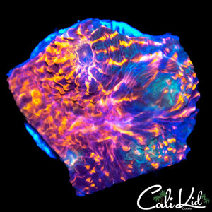 RAINBOW CONVICT CHALICE