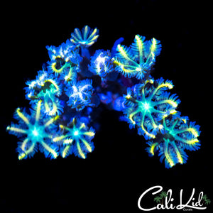 RAINBOW CLOVE POLYPS