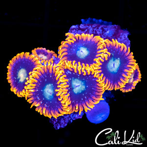 ULTRA ZOA MINI COLONY