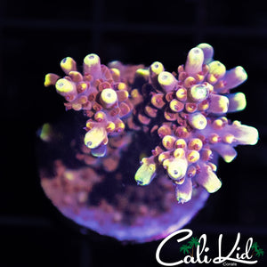 LARGE GOLD TIPS ACROPORA