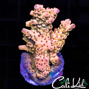 PINK POLYP ACRO