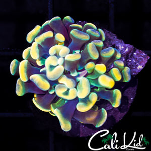 AQUACULTURED RAINBOW BRANCHING HAMMER