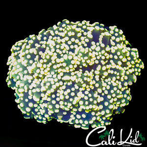 ULTRA BRANCHING FROGSPAWN