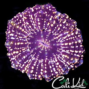 RARE BABY PINK ACANTHO