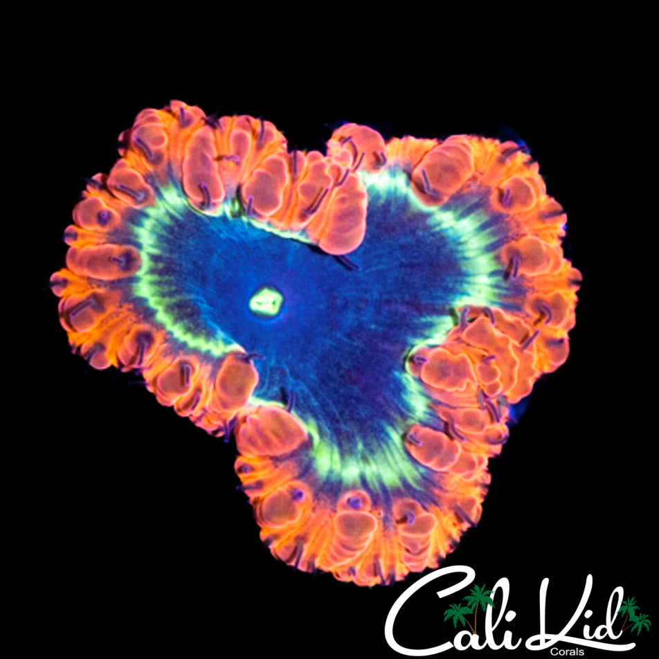 BEAUTIFUL TRI COLOR INDO BLASTO