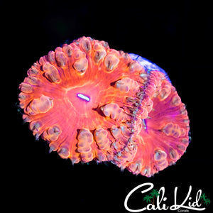 GOLDEN BUBBLE BLASTO DOUBLE