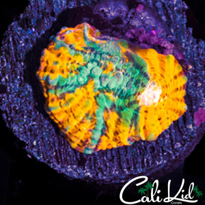 GRAFTED CONVICT CHALICE FRAG