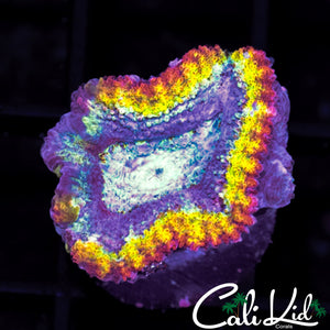 ULTRA RAINBOW ACAN LORD