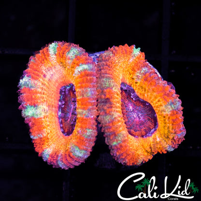 CK PENNYWISE ACAN DOUBLE