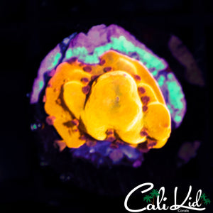 CK BUBONIC MONTI