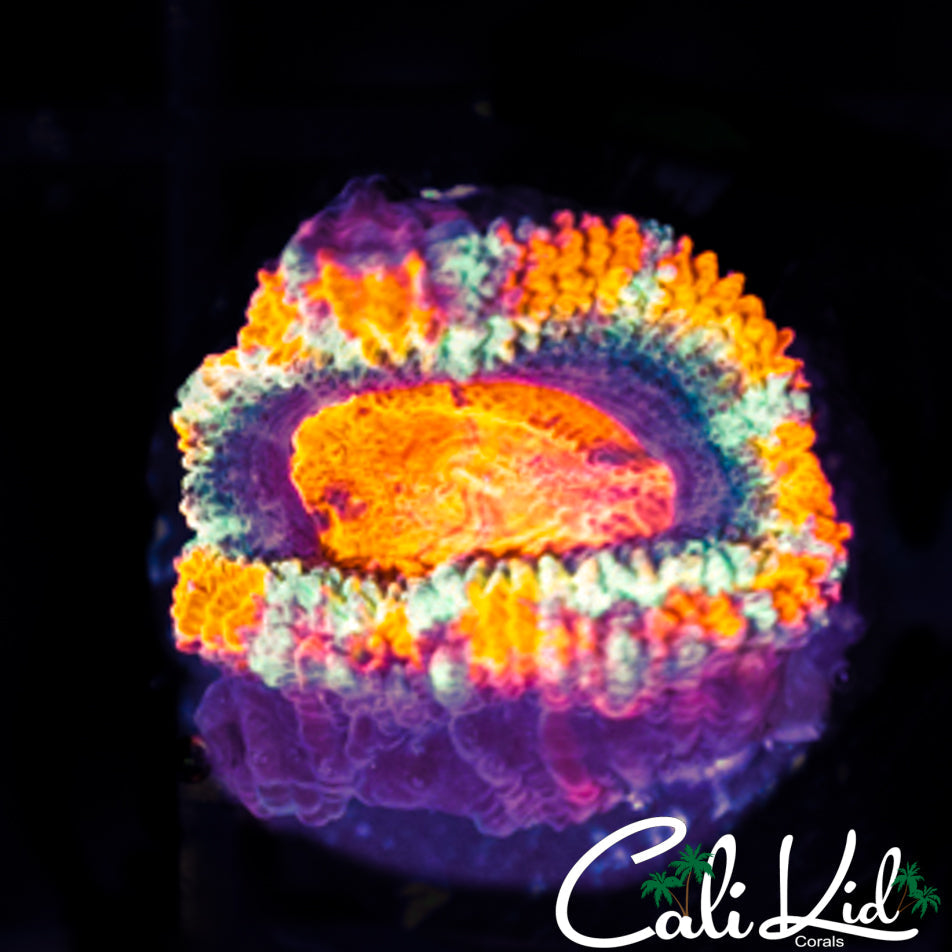 ULTRA RAINBOW ACAN