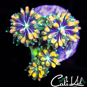CK KALEIDOSCOPE GALAXIA