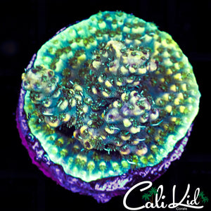MYSTERY ACRO FRAG
