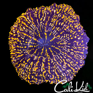 SMALL GLITTER ACANTHOPHYLLIA