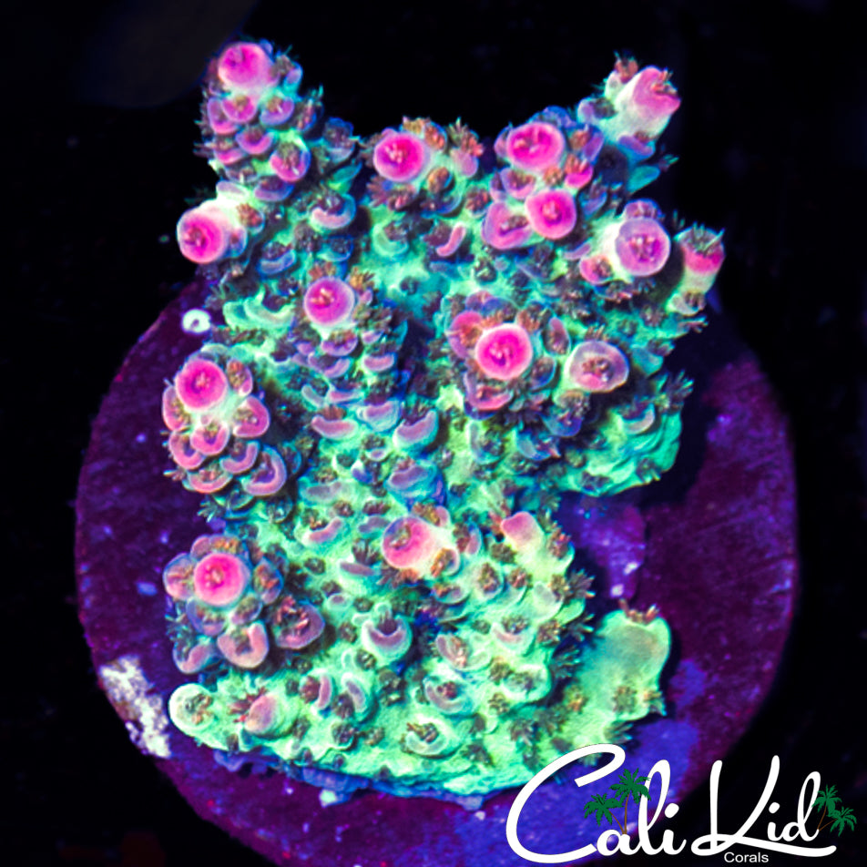 PINK TIP FUZZY ACRO CHUNK