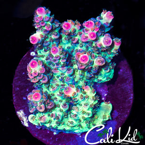 PINK TIP FUZZY ACRO CHUNK