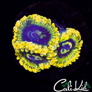 YODA ZOA TRIPLE
