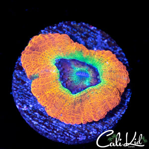 RARE RAINBOW ASIAN ACAN
