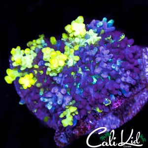 CK MAGNETO MUSHROOM LARGE