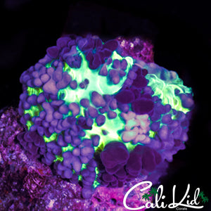 FUZZY TRI COLOR BOUNCE MUSHROOM
