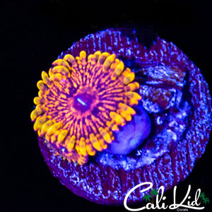 GOLD RIM MAUL DOUBLE