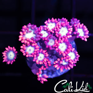 BI COLOR ALVEOPORA
