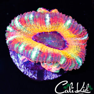 CK PENNYWISE ACAN W/ BABIES