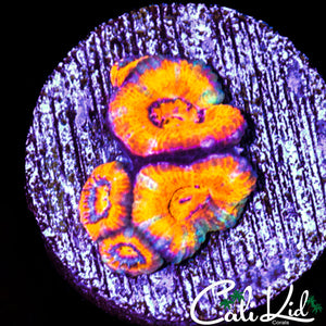 ULTRA ACAN MINI COLONY