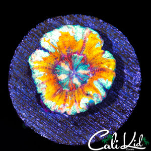 BEAUTIFUL PATTERN BUTTON SCOLY