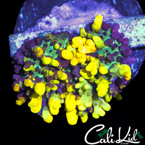 GOLDEN BALLS BOUNCE SHROOM