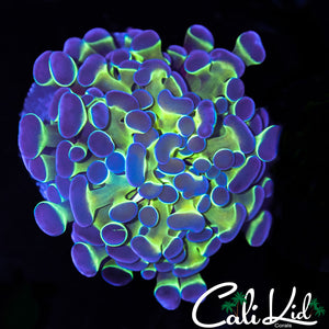 HOLOGRAM VARIATION BRANCHING HAMMER