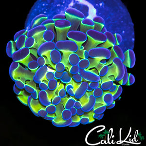 HOLOGRAM VARIATION BRANCHING HAMMER