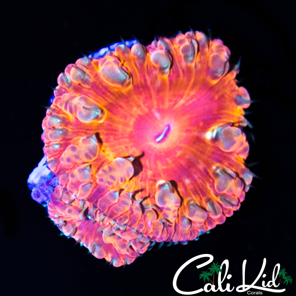 GOLDEN BUBBLE BLASTO DOUBLE