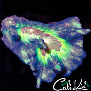 ULLTRA RAINBOW PECTINIA