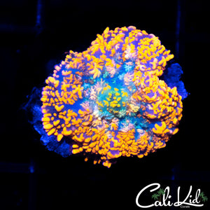 BLINDING FLAMING RODACTIS