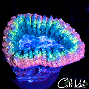 RAINBOW STRIPE LOBO