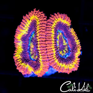 BLACK HOLE SUN ACAN DOUBLE