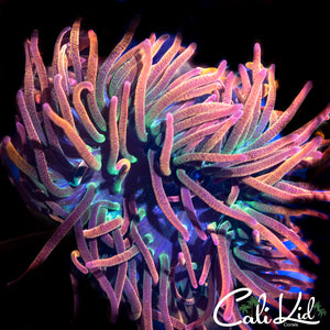 CK RAINBOW ANEMONE